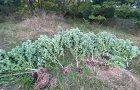 Patru bărbați riscă 15 ani de pușcărie pentru cultivarea plantelor de cânepă și comercializarea marijuanei